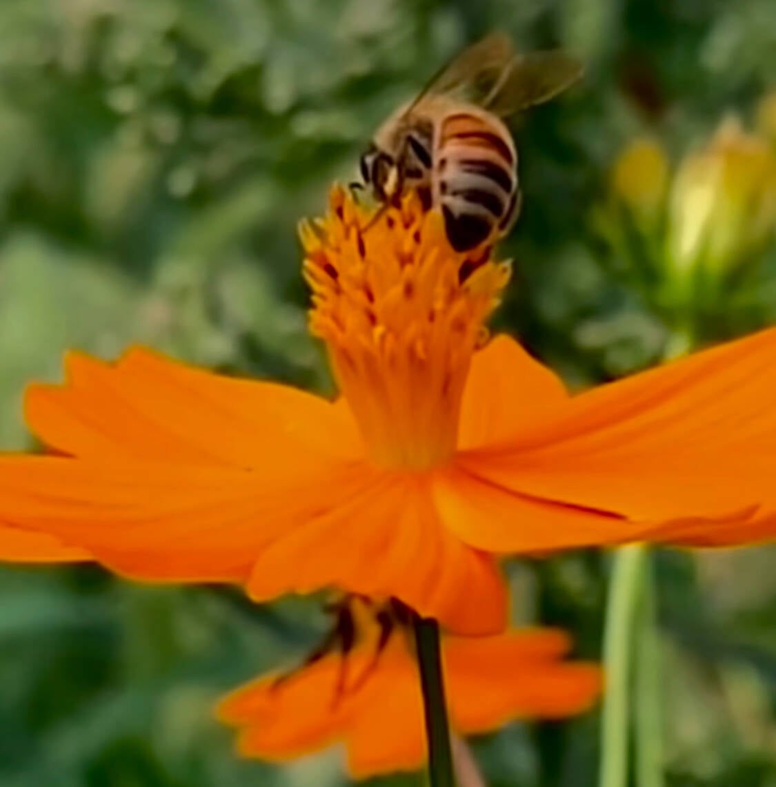 Home | ミツバチのひざこぞう